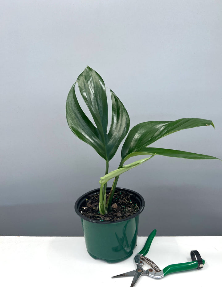 Dragon Tail Rhaphidophora decursiva - The Giant Climber