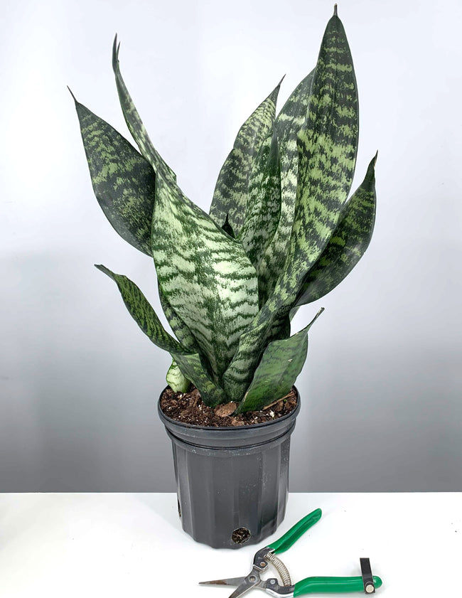 Plant Proper - House Plant - Sansevieria Robusta - 6" Premium
