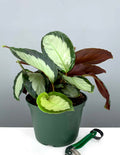 6" Calathea Royal Standard - Prayer Plant - Plant Proper