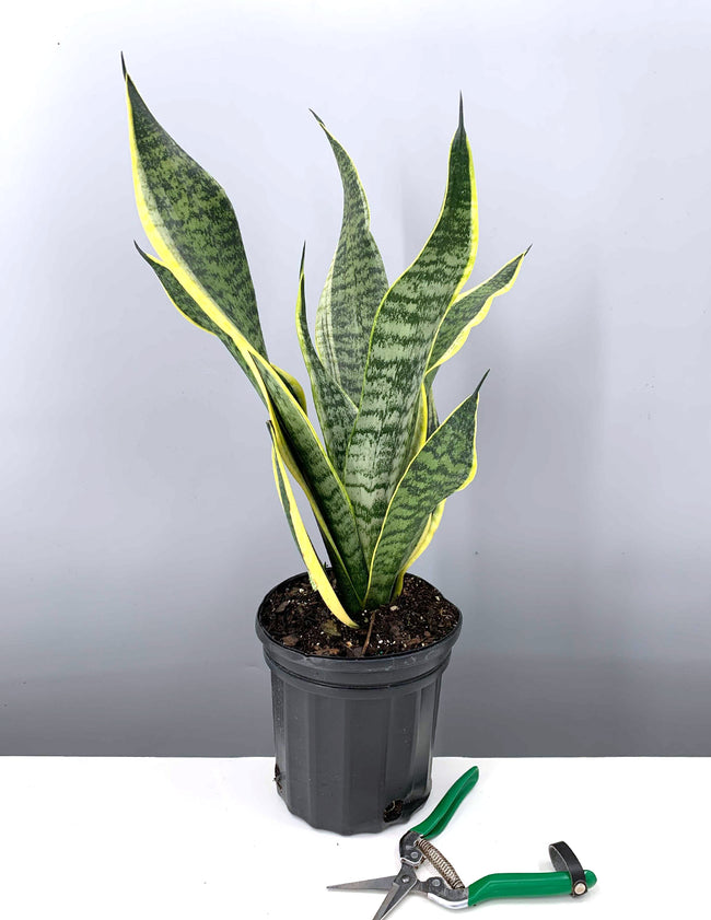 Sansevieria Futura Robusta - Plant Proper - 6" Premium