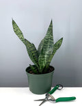 Plant Proper - House Plant - Sansevieria Robusta - 6"