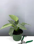 Philodendron Silver Sword - House Plant - Plant Proper - 6"