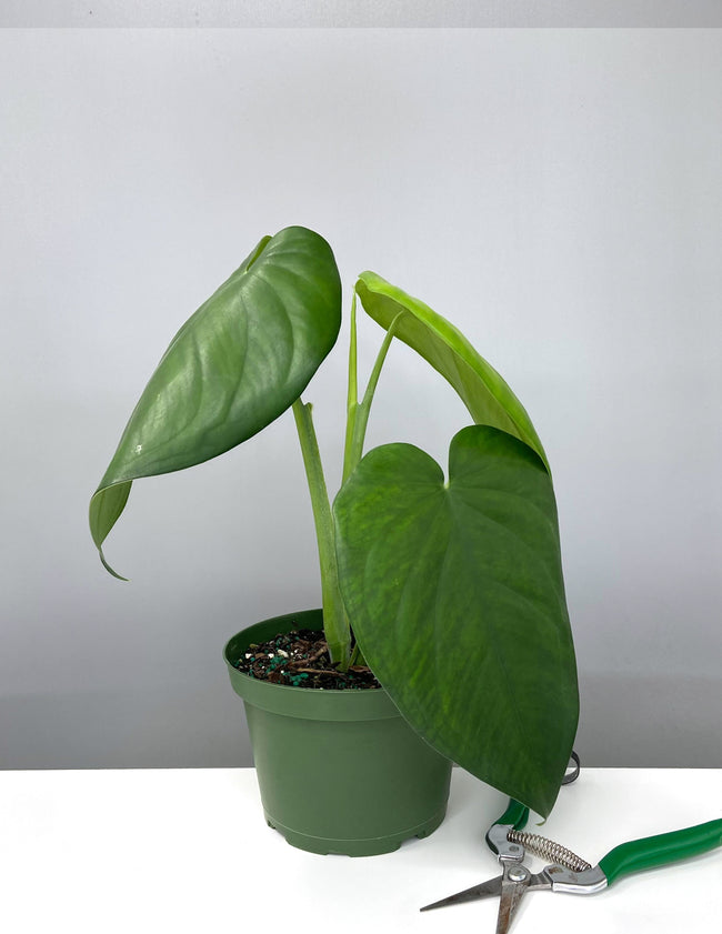 Syngonium Chiapense