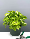 Syngonium Mango - Plant Proper - 6" Pot