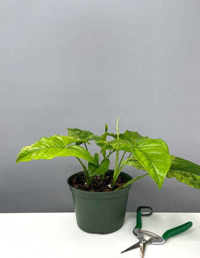 Syngonium Mojito - Plant Proper - 6" Pot