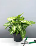 Syngonium Green Robusta - Plant Proper - 6" Pot