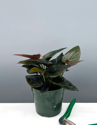 Syngonium Red Arrow - Plant Proper - 4" Pot