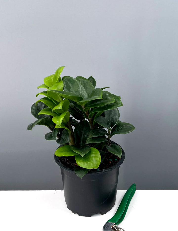 zz plant vs zz zenzi ZZ Zenzi | Dwarf ZZ Plant | Houseplant