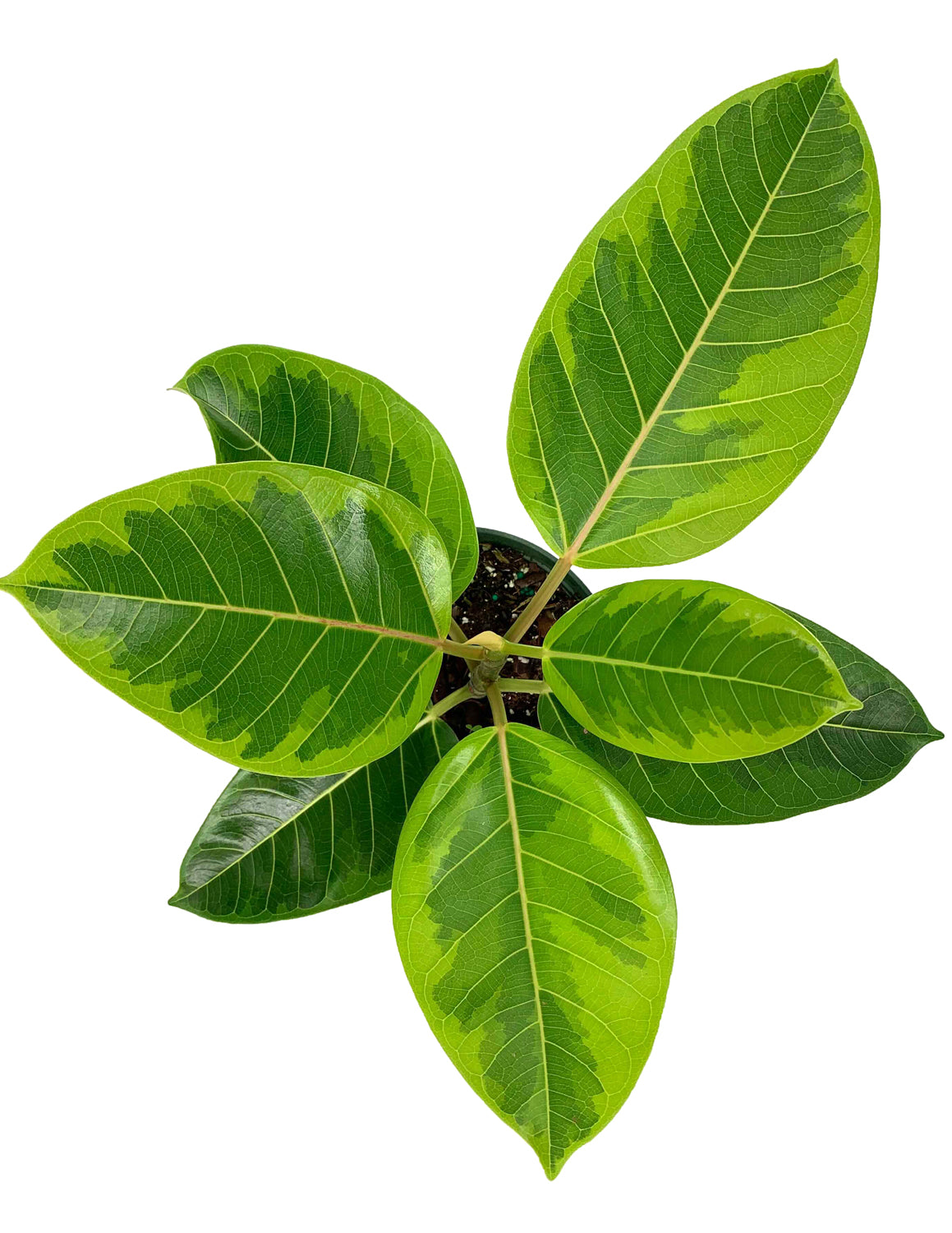 Ficus Altissima | Houseplant | Always Affordable at Plant Proper