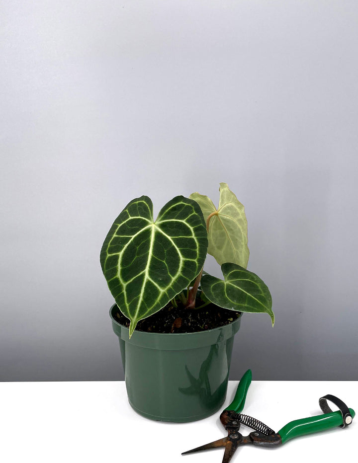 anthurium clarinervium dark form Anthurium Clarinervium