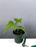 4" - Anthurium Fingers  - Pedatoradiatum - Plant Proper