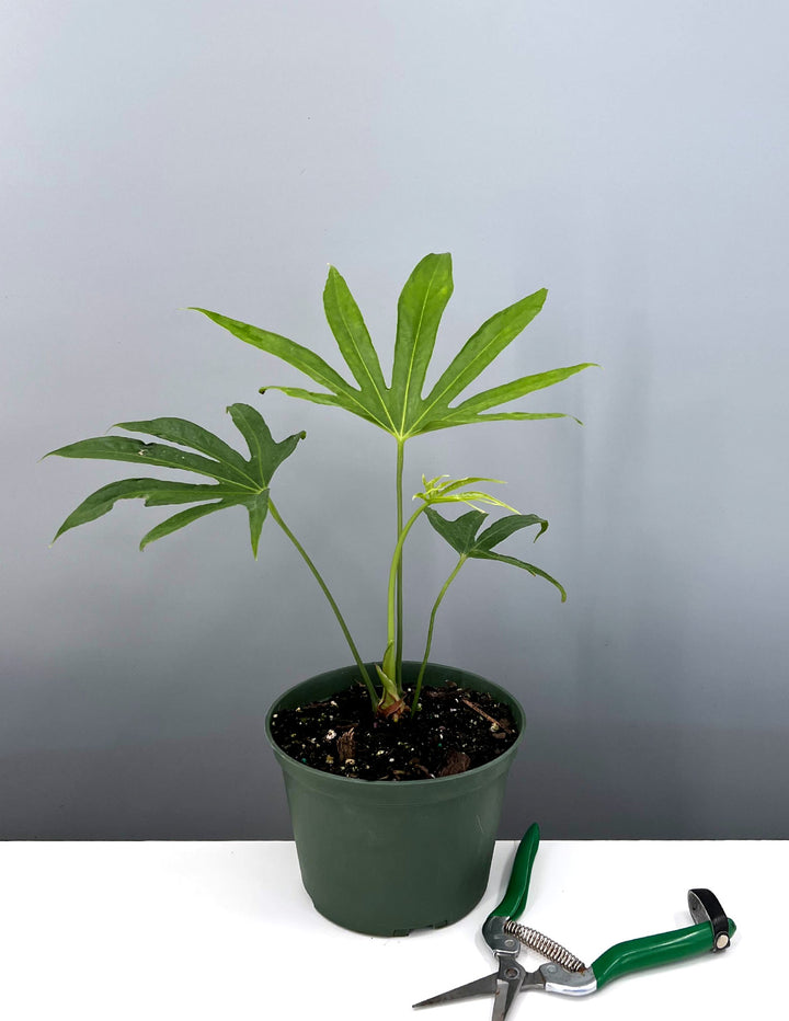 anthurium pedatoradiatum fingers Anthurium Fingers - Pedatoradiatum