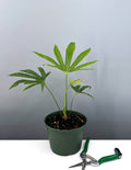 6" - Anthurium Fingers  - Pedatoradiatum - Plant Proper