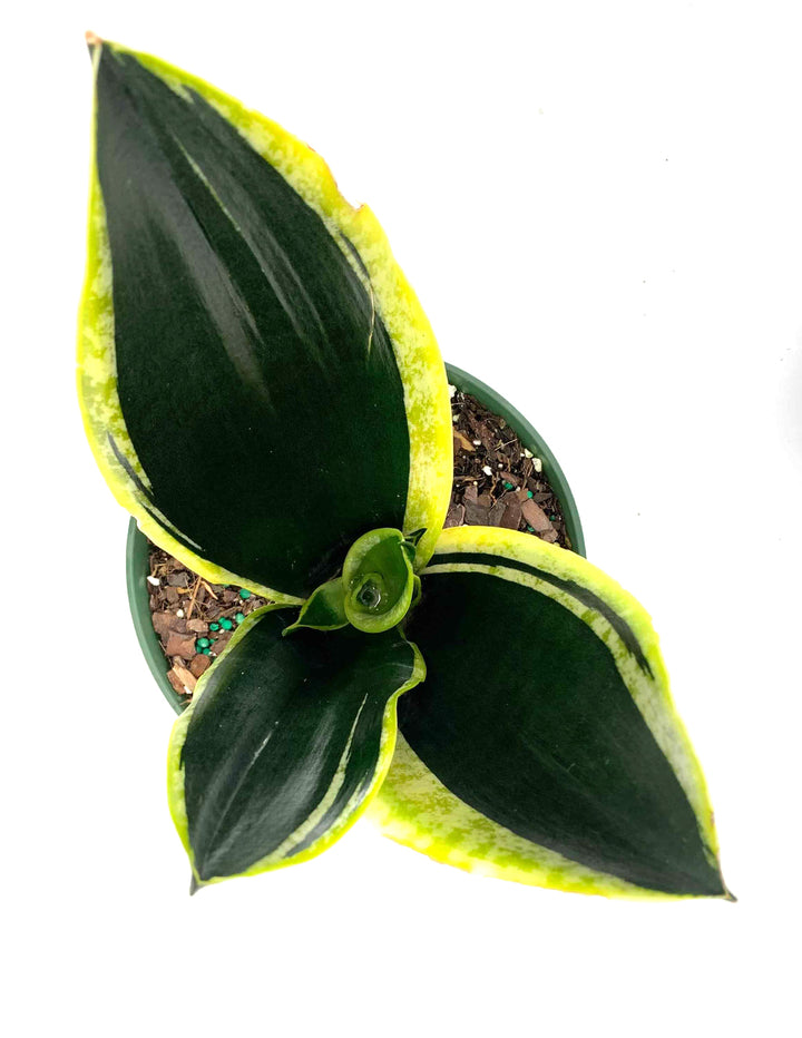sansevieria black robusta Sansevieria Black Gold Robusta | Snake Plant