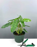 Philodendron Burle Marx - Plant Proper - 6"