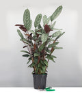 6" Calathea Exotica Premium - Prayer Plant - Plant Proper