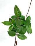 Hoya Carnosa Green - Jade Wax Plant Overview - Plant Proper
