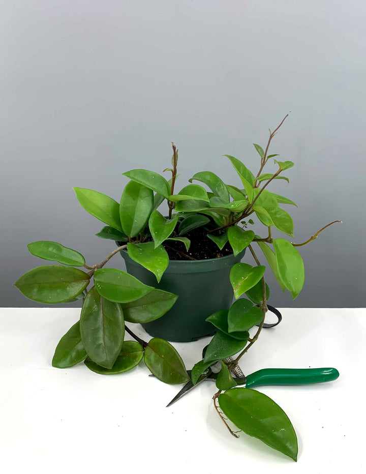 jade wax plant Hoya Carnosa Green