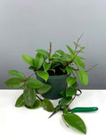 6" Hoya Carnosa Green - Jade Wax Plant - Plant Proper