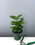 4" Coffee Plant - Coffea Arabica - Plant Proper