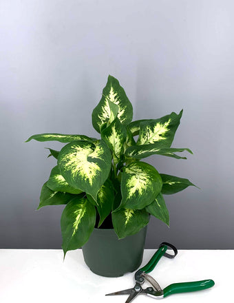 Dieffenbachia Compacta -  House Plant - Indoor Plant - Plant Proper - 6"