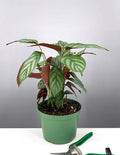 6" Calathea Exotica - Prayer Plant - Plant Proper