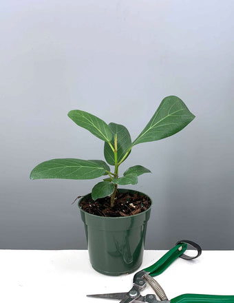 Ficus Audrey - Plant Proper - 4" Pot