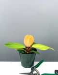 Philodendron McColley's Finale - House Plant - Plant Proper - 4"