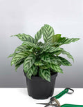 Calathea Freddie