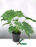 6" Philodendron Hope Premium - Philodendron Selloum - Plant Proper