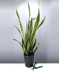 Plant Proper - House Plant - Indoor Plant - Sansevieria Laurentii - 6" Premium