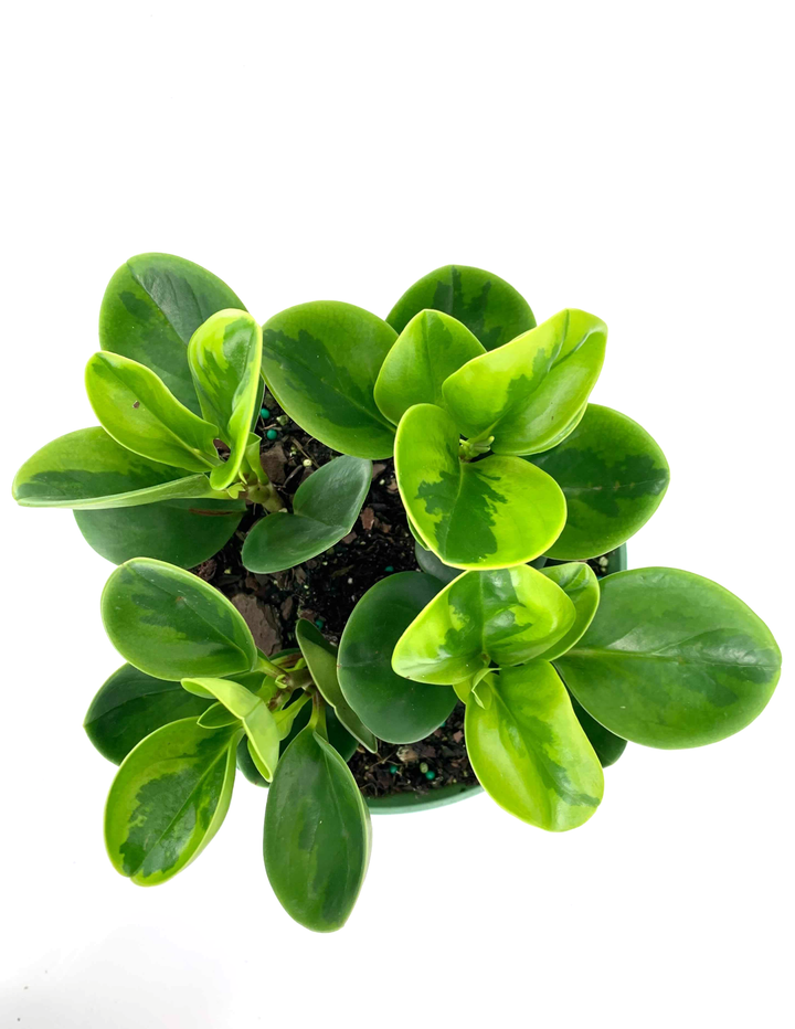 lemon lime rubber tree Peperomia Lemon Lime | Baby Rubber Plant