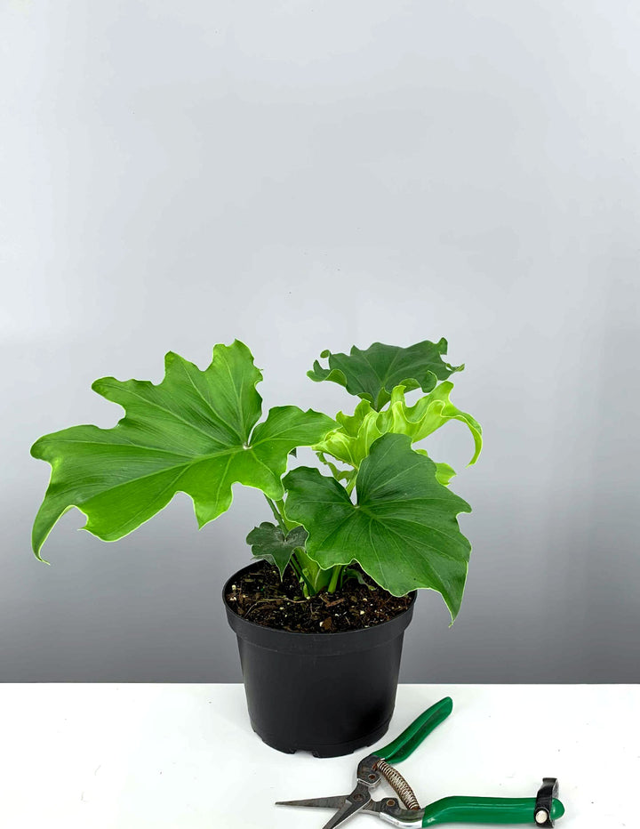 lickety split philodendron care Philodendron Lickety Split | Houseplant
