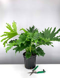 Philodendron Lickety Split - 6" Pot Premium