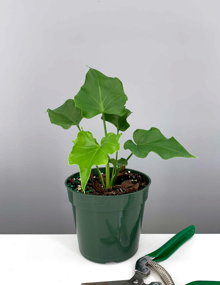 philodendron lickety split light Philodendron Lickety Split