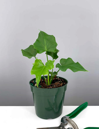 Philodendron Lickety Split - 4" Pot