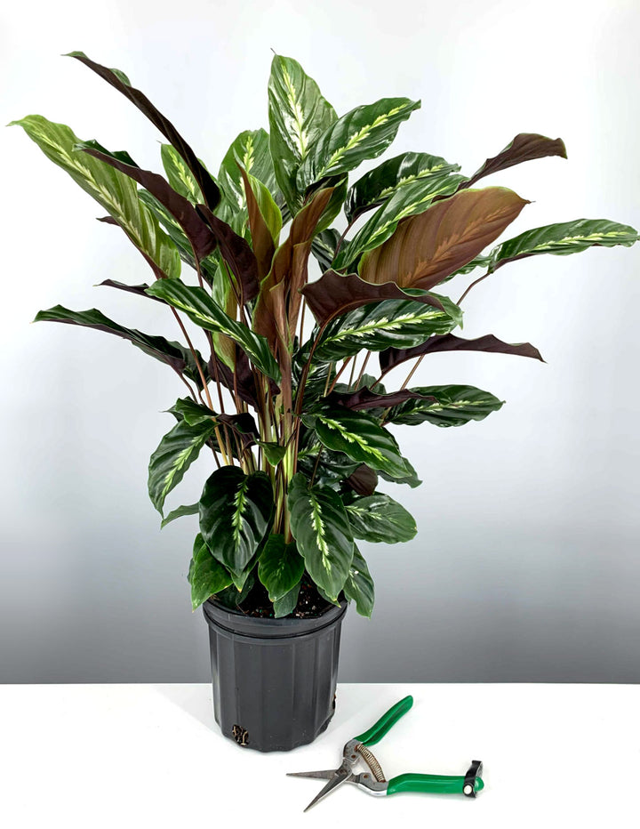 Calathea Maui Queen | Prayer Plant | Houseplant