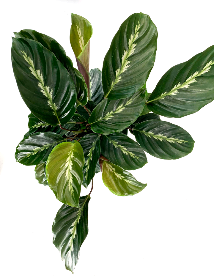 Calathea Maui Queen