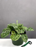 6" Maranta Beauty Kim - Houseplant - Plant Proper