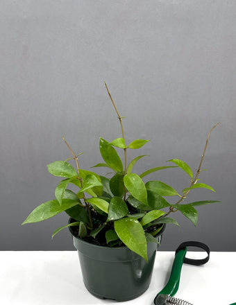 Hoya Rebecca - Plant Proper - 4" Pot