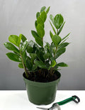 6" ZZ Plant - Houseplants - Plant Proper