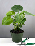 Monstera Deliciosa - Plant Proper - 4" Pot