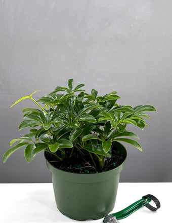 6" Schefflera Arboricola - Houseplant - Plant Proper
