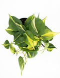 Philodendron Brasil - House Plant - Indoor Plant  Overview - Plant Proper