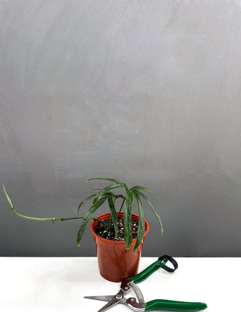 4" Amydrium Zippelianum - Houseplant - Plant Proper