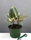 6" Ficus Tineke - Houseplants - Plant Proper