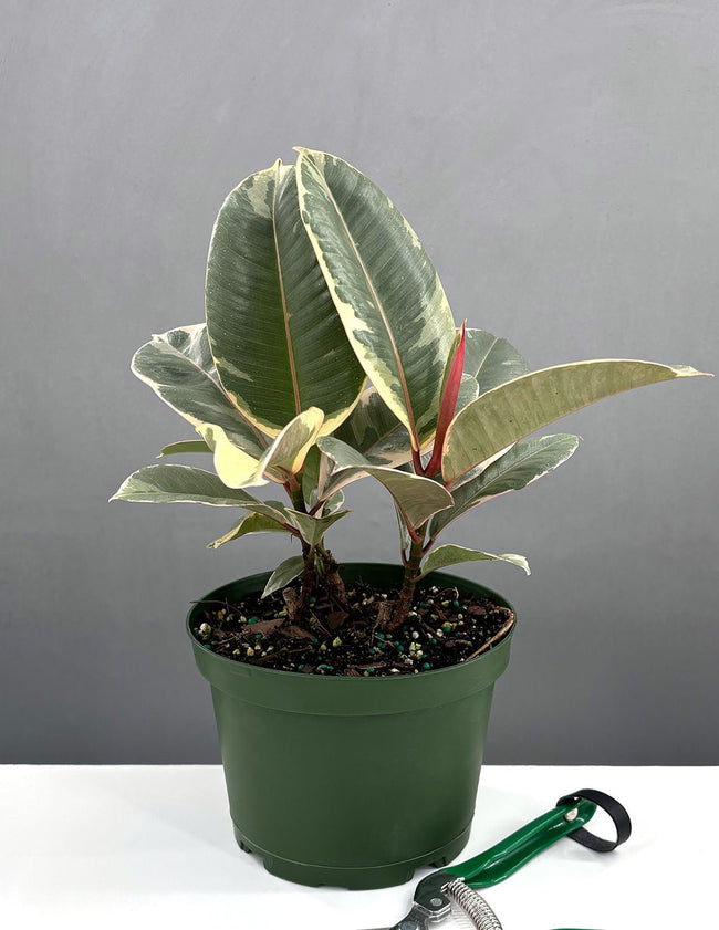6" Ficus Tineke - Houseplants - Plant Proper