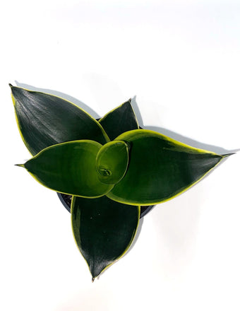 Sansevieria Hahnii Emerald Star - Plant Proper - Overview