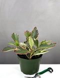 6" Peperomia Ginny - Houseplants - Plant Proper