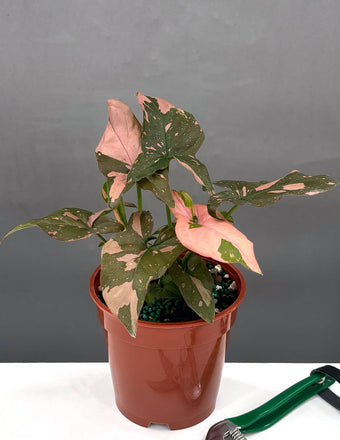 4" Syngonium Pink Splash 'Thai' - Houseplant - 4" Pot